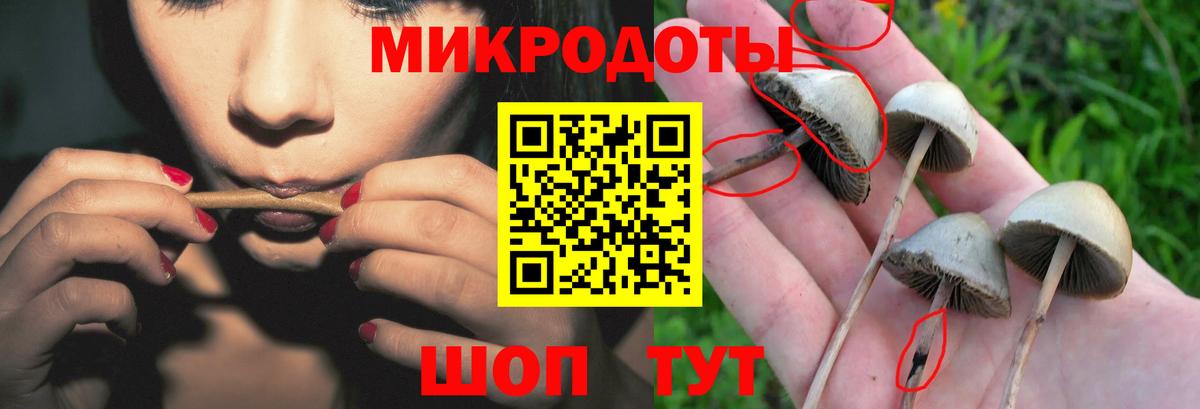 Псилоцибиновые грибы Psilocybine cubensis Луга